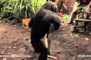 Majmun je upucao afričke militante iz kalašnjikovih